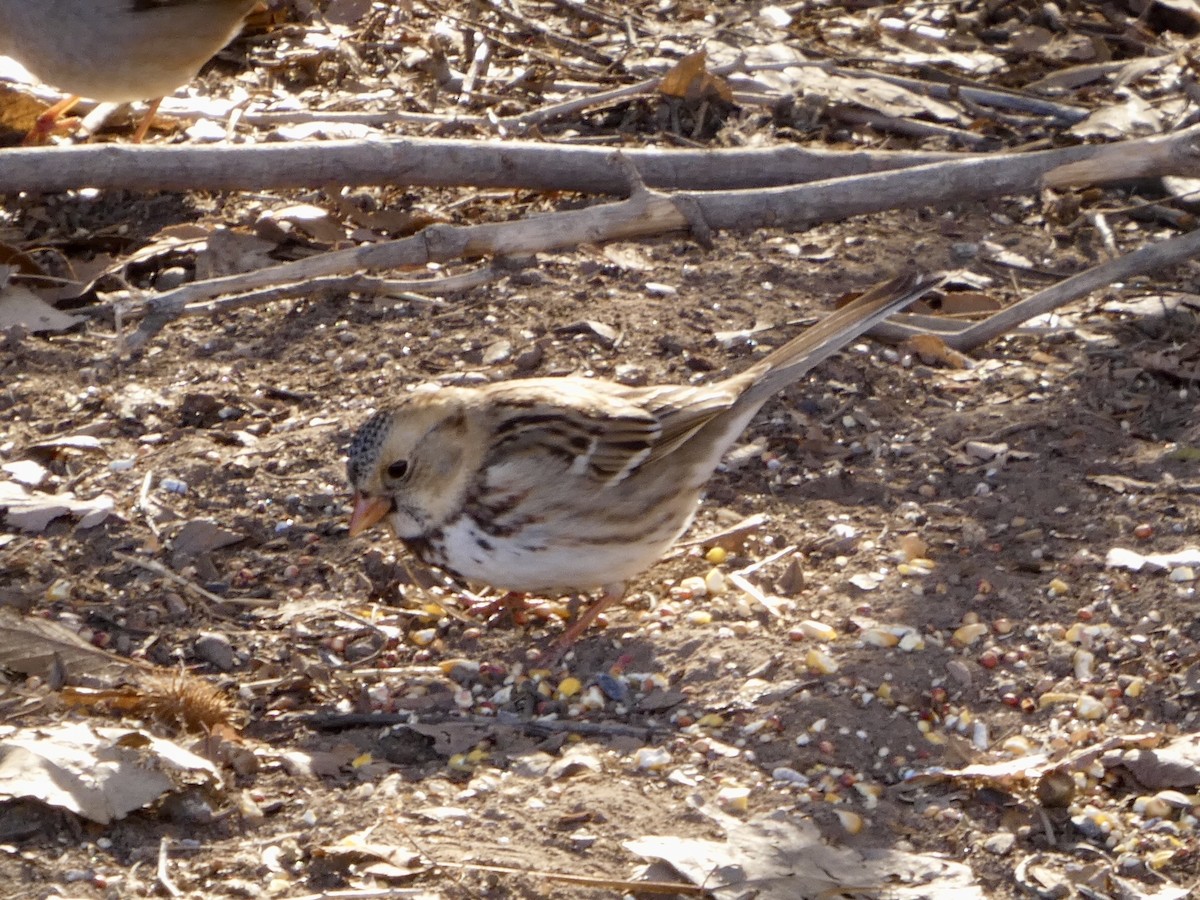 Harris's Sparrow - ML629868415
