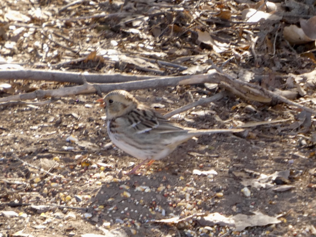 Harris's Sparrow - ML629868416