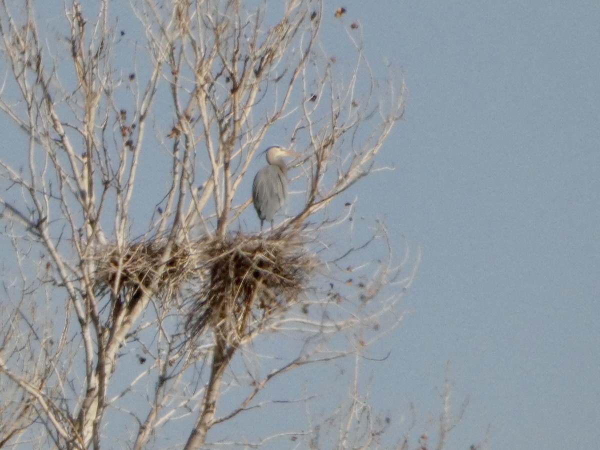 Great Blue Heron - ML629868461