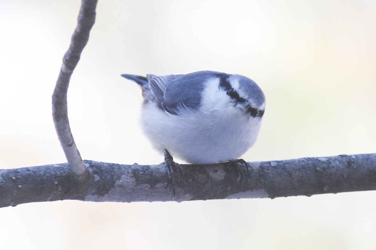 Eurasian Nuthatch (White-bellied) - ML629868764