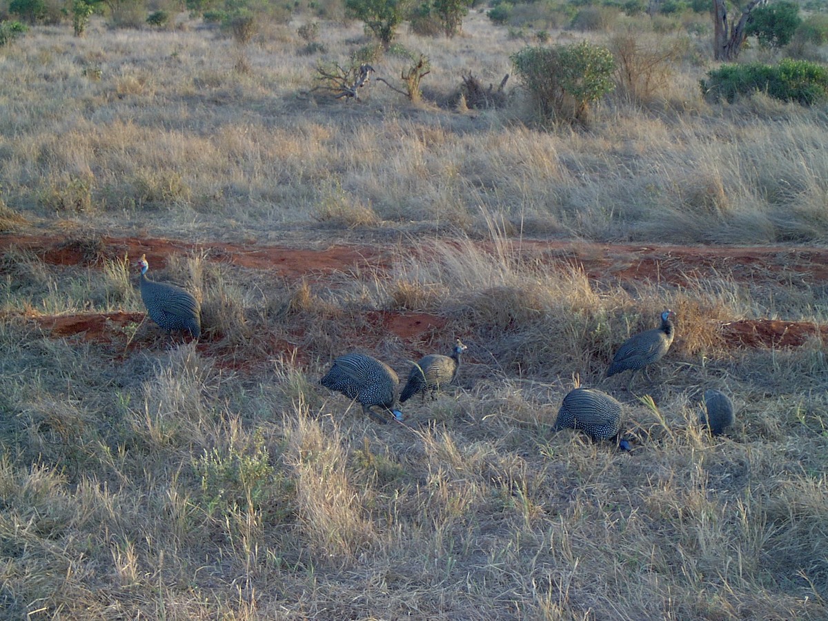 Helmeted Guineafowl - ML62986921