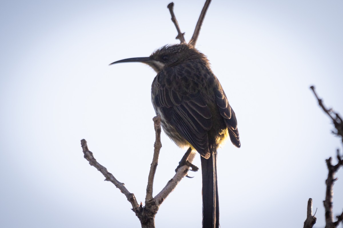Cape Sugarbird - ML629869239