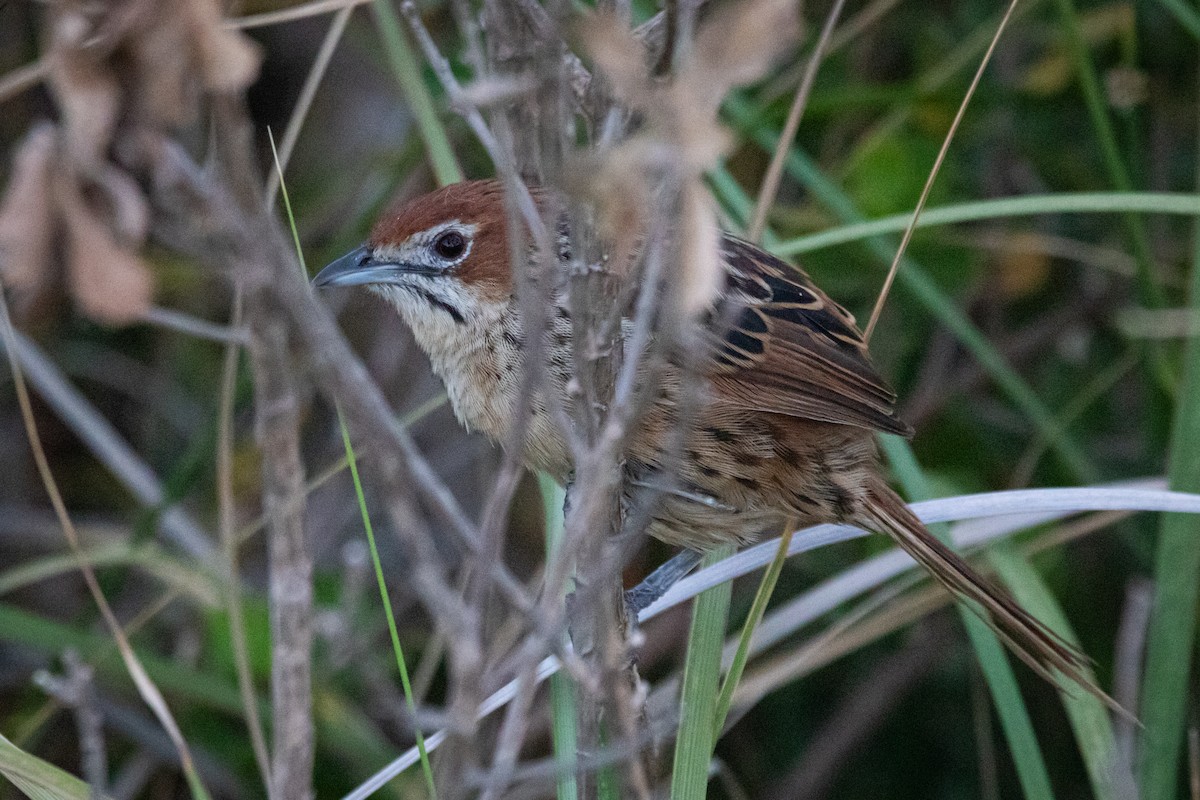 Cape Grassbird - ML629869262