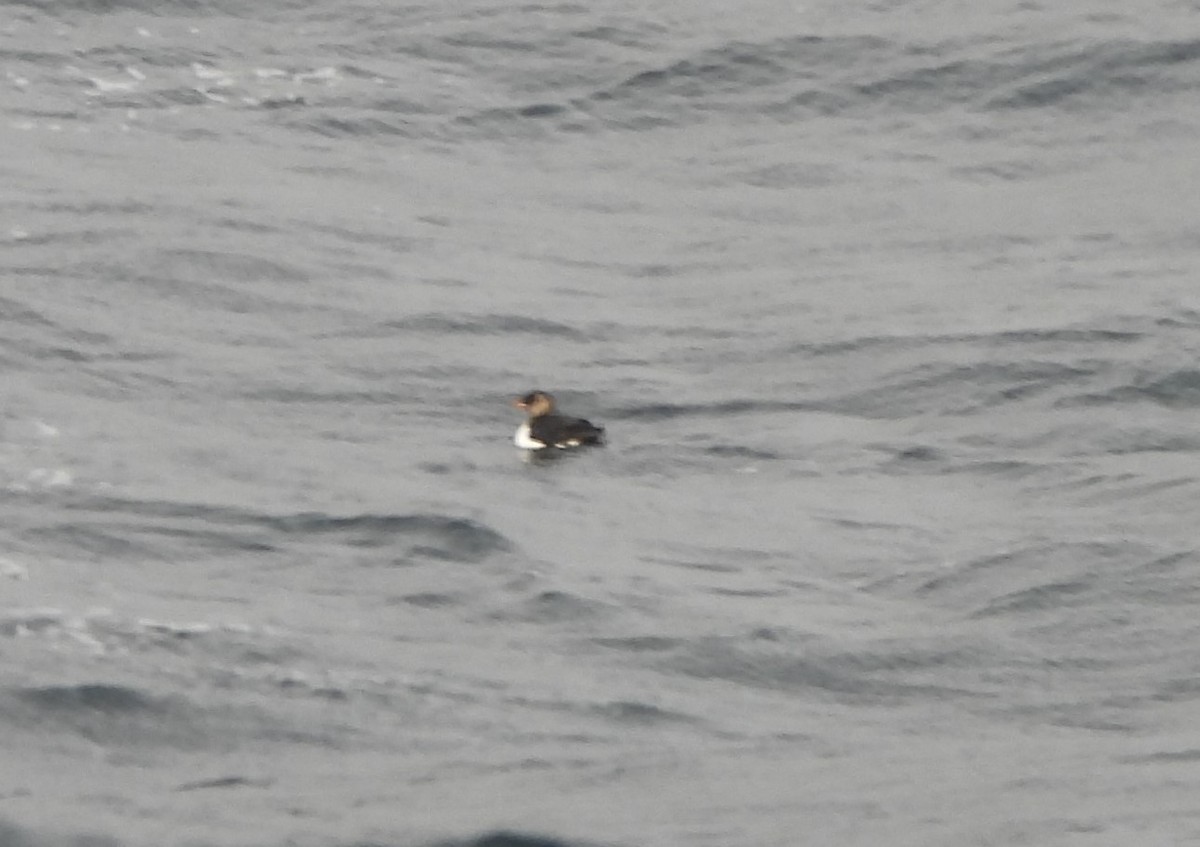 Horned Puffin - ML629869275