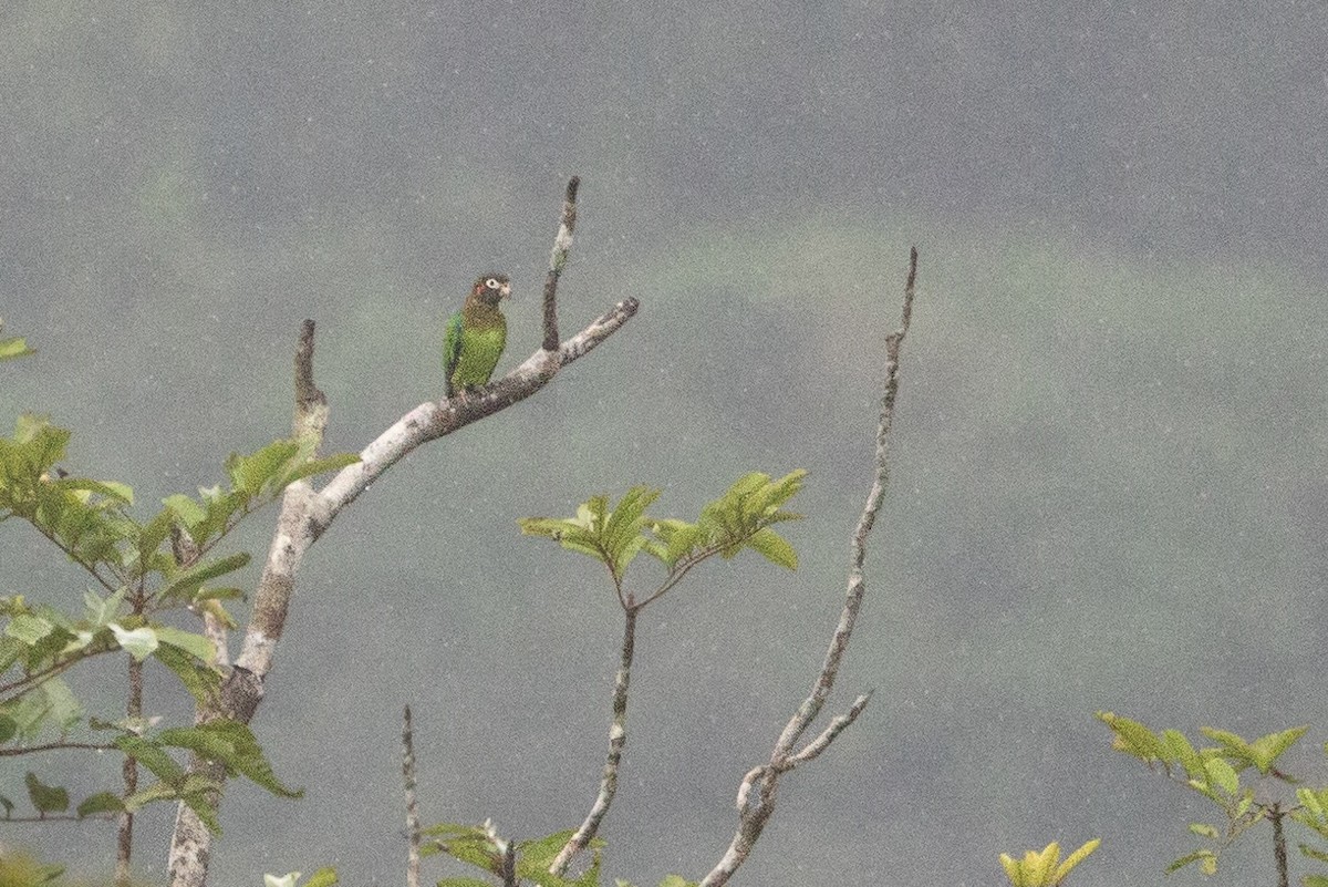 Brown-hooded Parrot - ML629869313