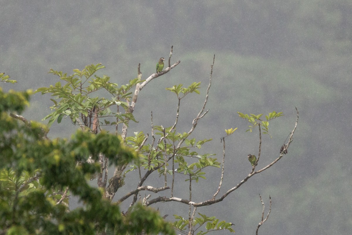 Brown-hooded Parrot - ML629869314