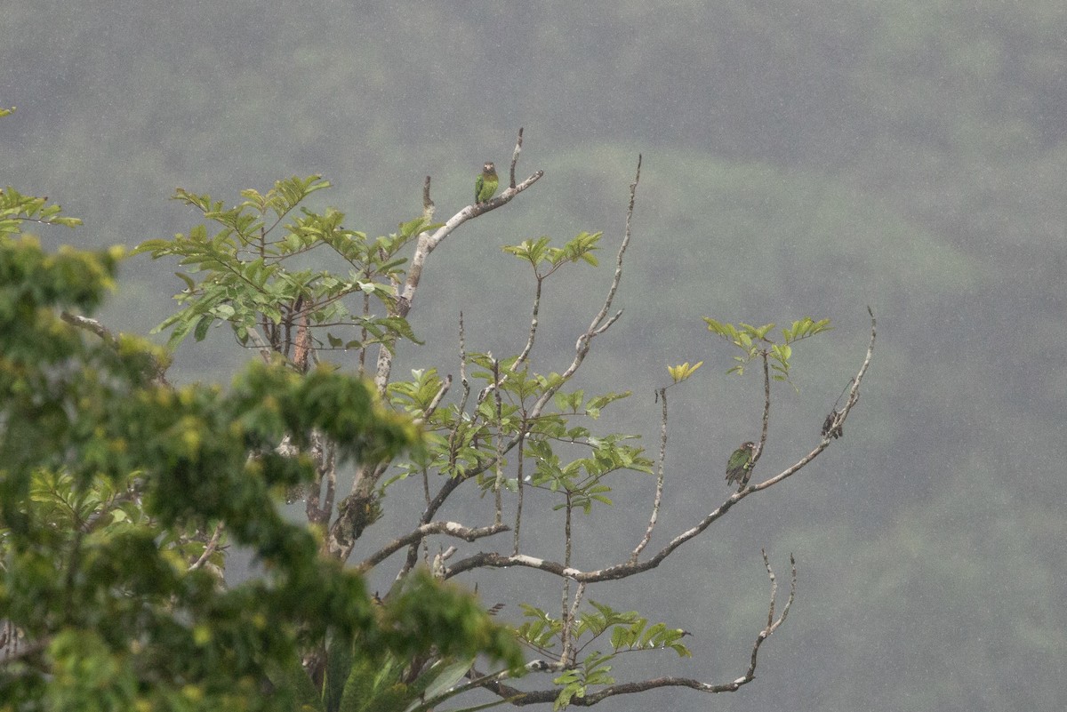 Brown-hooded Parrot - ML629869315