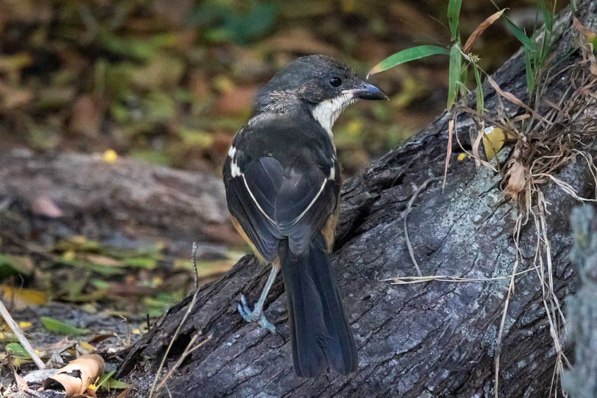 Southern Boubou - ML629869325