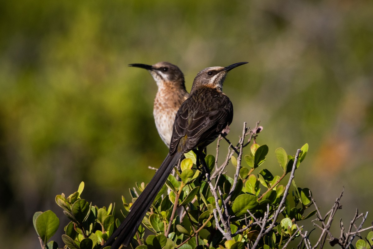 Cape Sugarbird - ML629869334