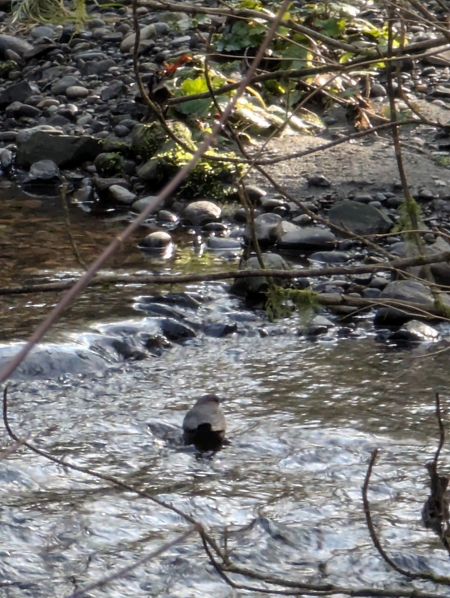 American Dipper - ML629869357
