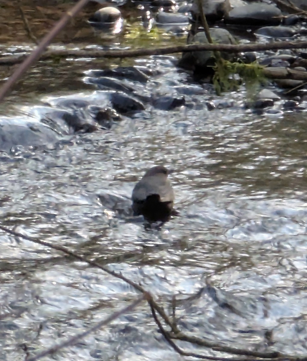 American Dipper - ML629869358