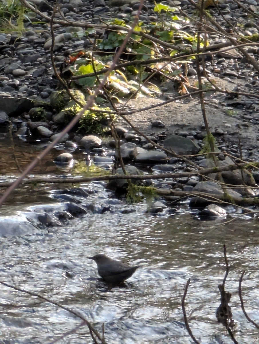 American Dipper - ML629869360