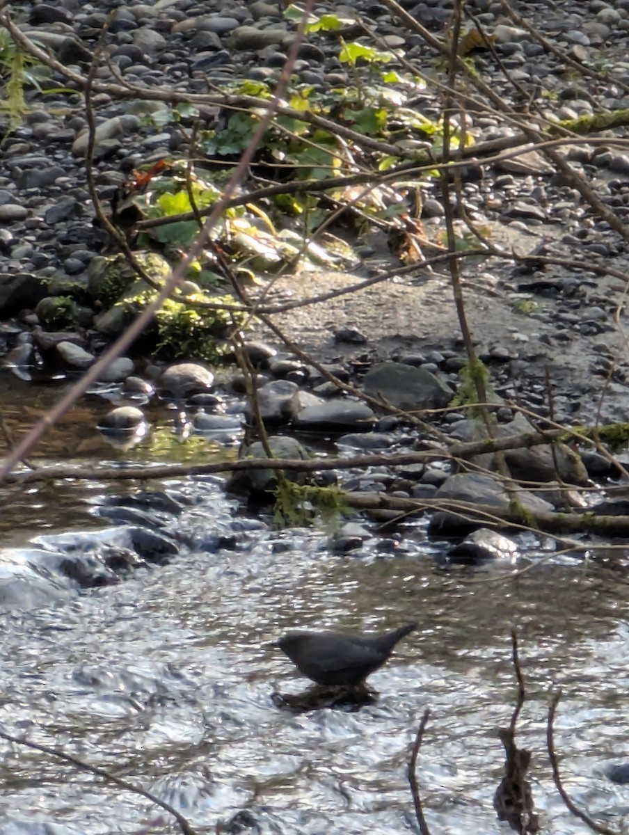 American Dipper - ML629869362