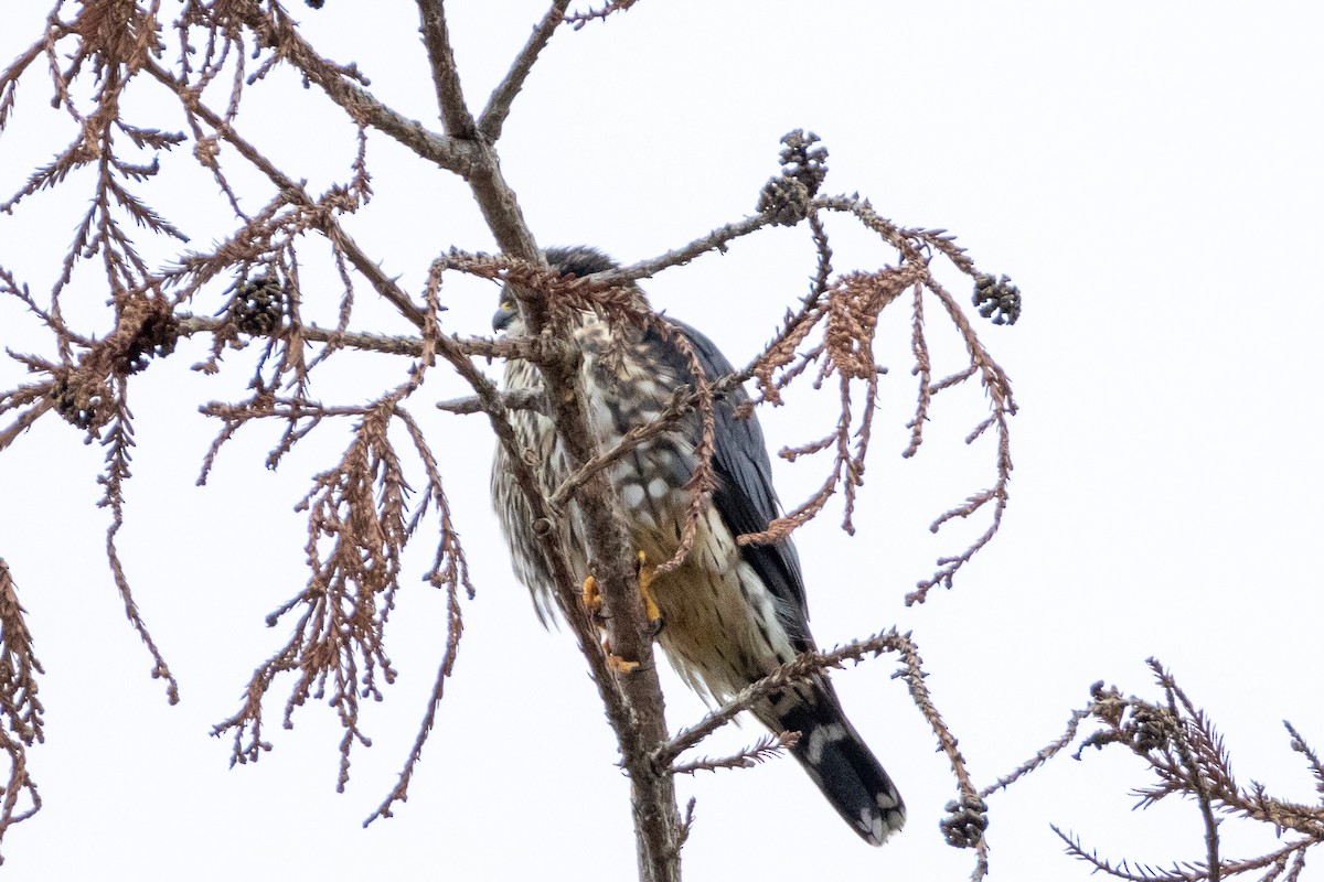 Підсоколик малий (підвид columbarius) - ML629869456