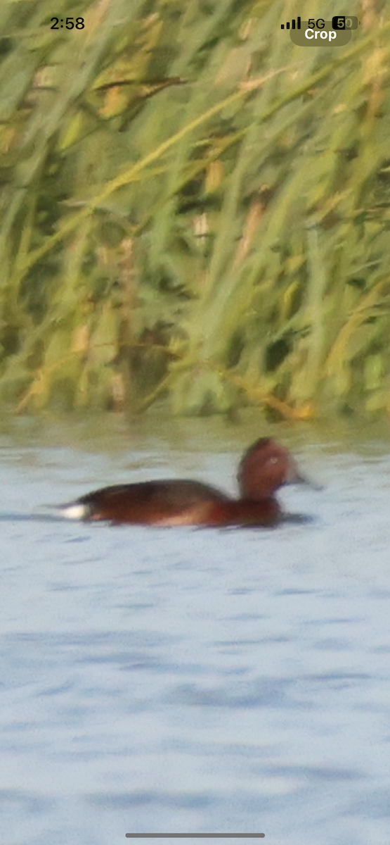 Ундар шумбуур - ML629869506