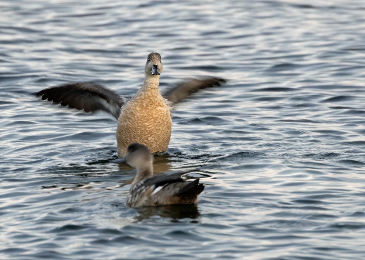 Crested Duck - ML629869538