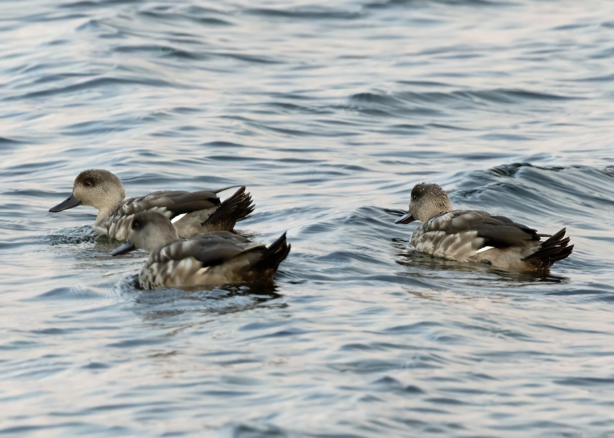 Crested Duck - ML629869539
