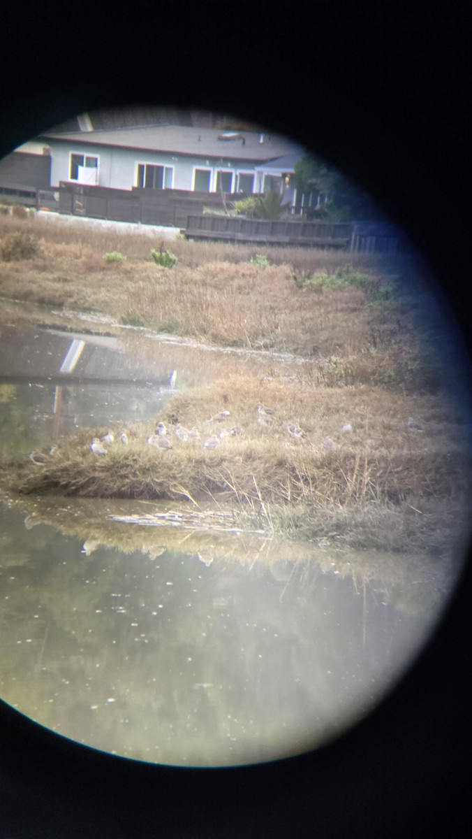 Greater Yellowlegs - ML629869641