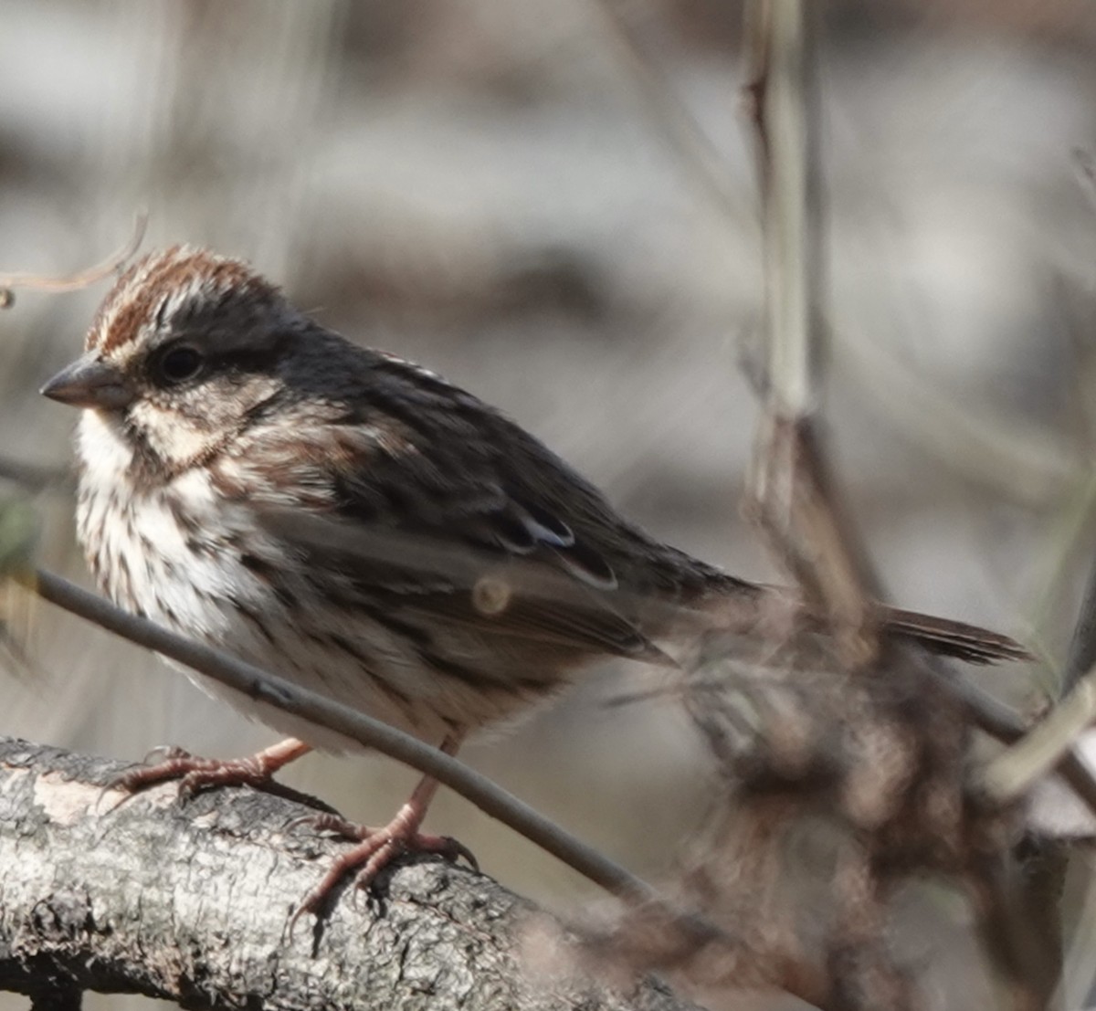 Song Sparrow - ML629869690