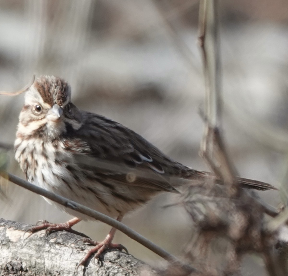 Song Sparrow - ML629869691