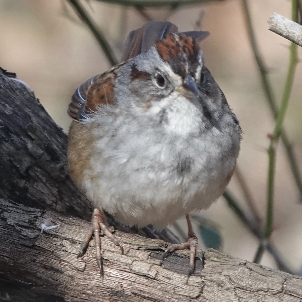 Swamp Sparrow - ML629869709