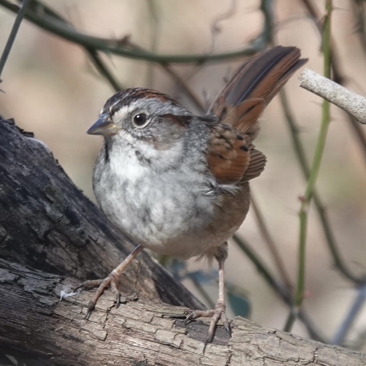 Swamp Sparrow - ML629869710