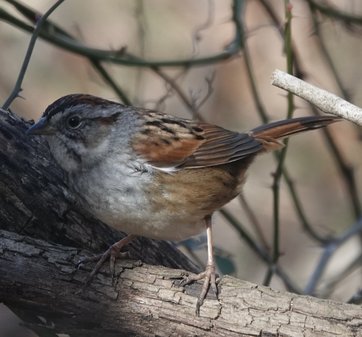 Swamp Sparrow - ML629869711