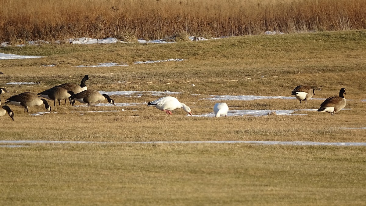 husa sněžní - ML629869789