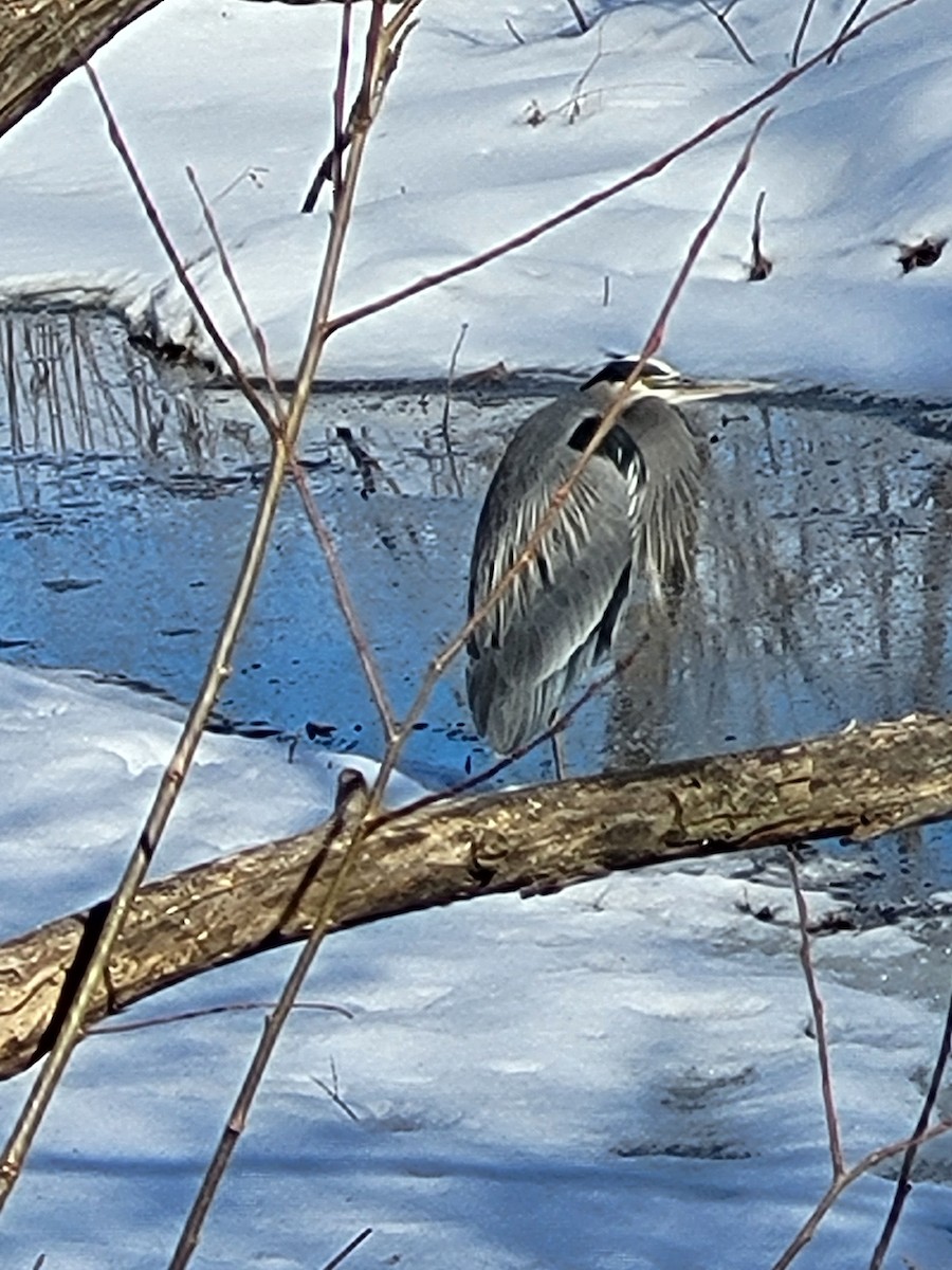 Great Blue Heron - ML629869896