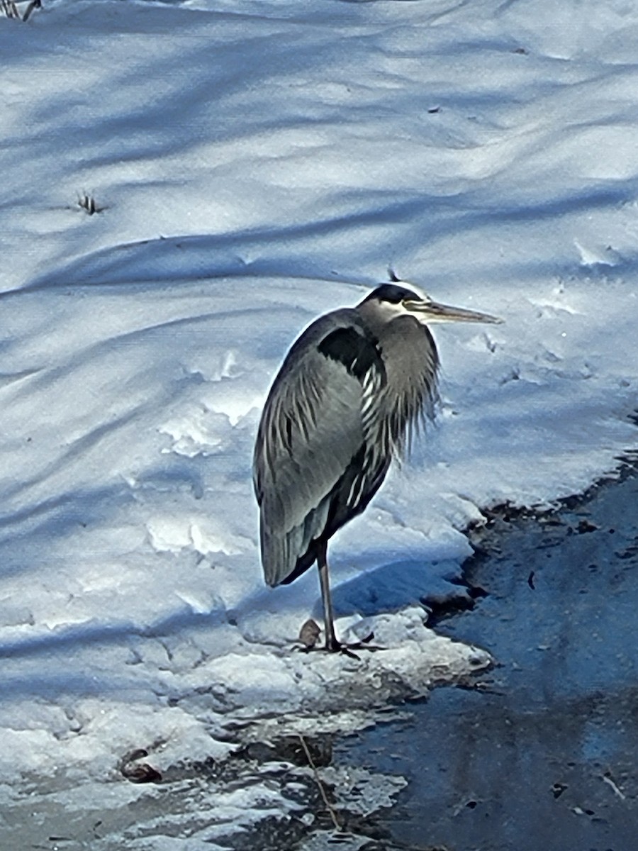 Great Blue Heron - ML629869897