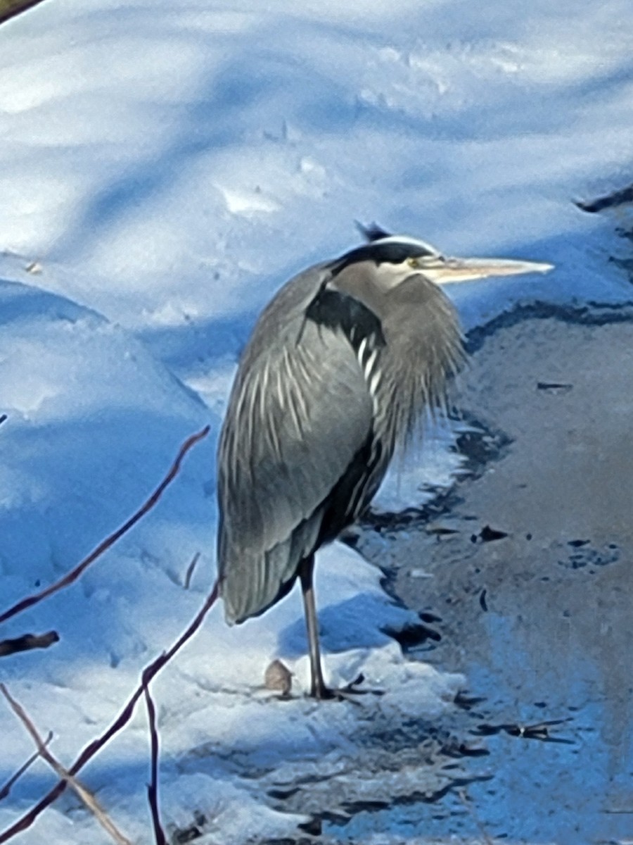 Great Blue Heron - ML629869898