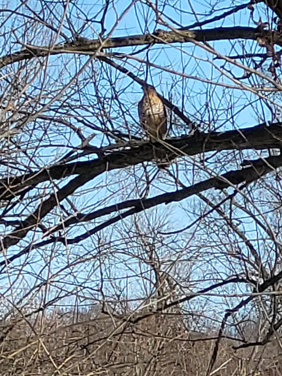Sharp-shinned Hawk - ML629869915