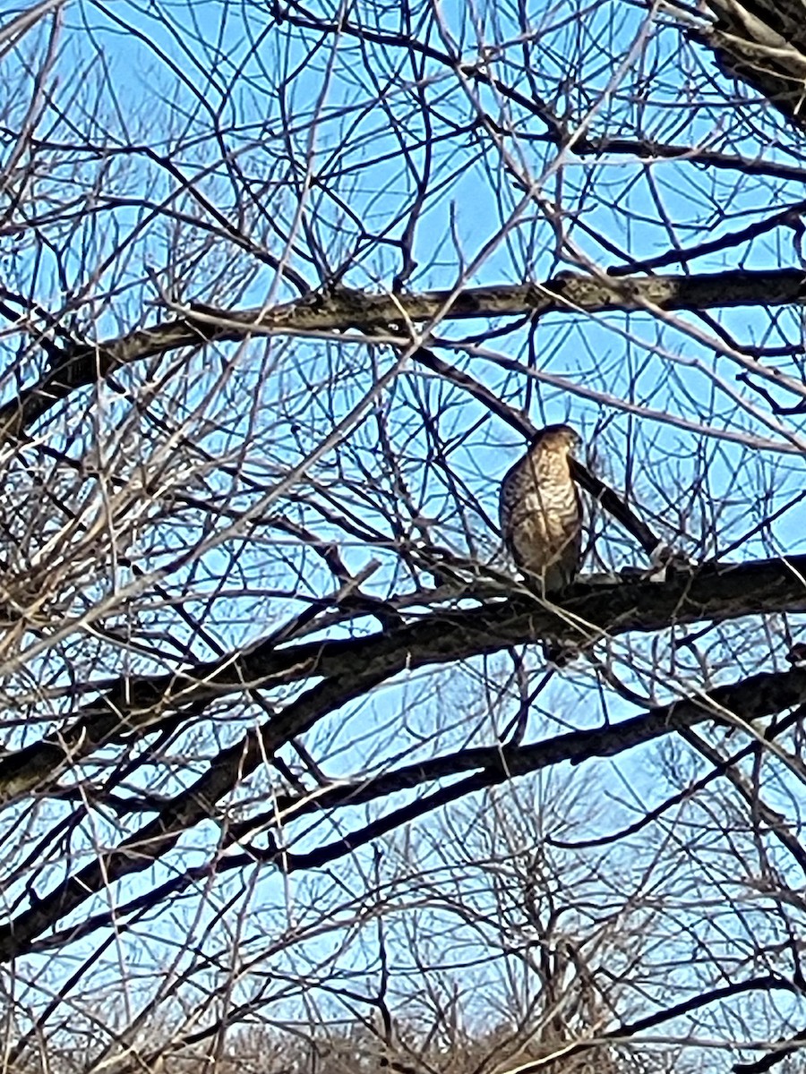 Sharp-shinned Hawk - ML629869916