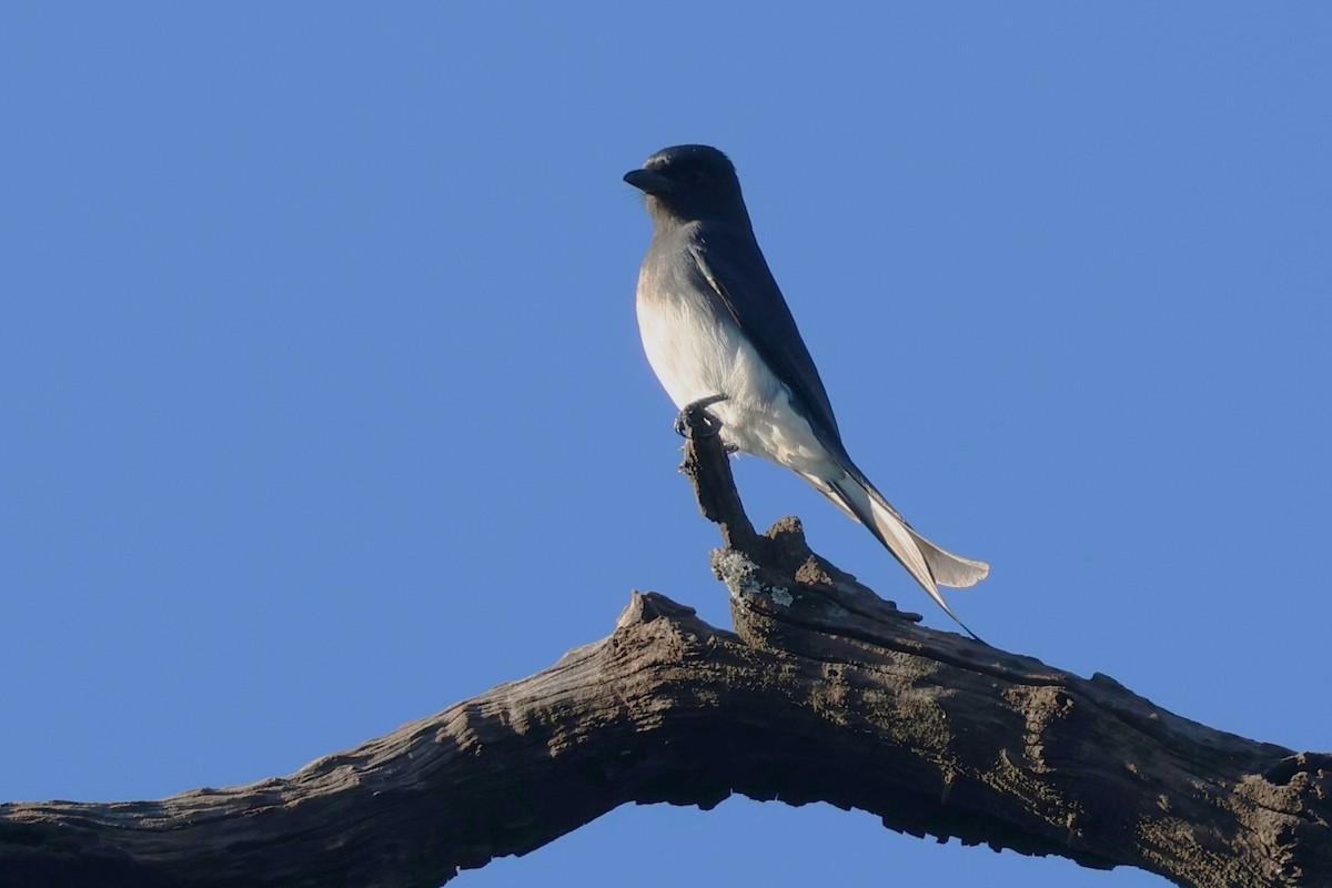 White-bellied Drongo - ML629870068