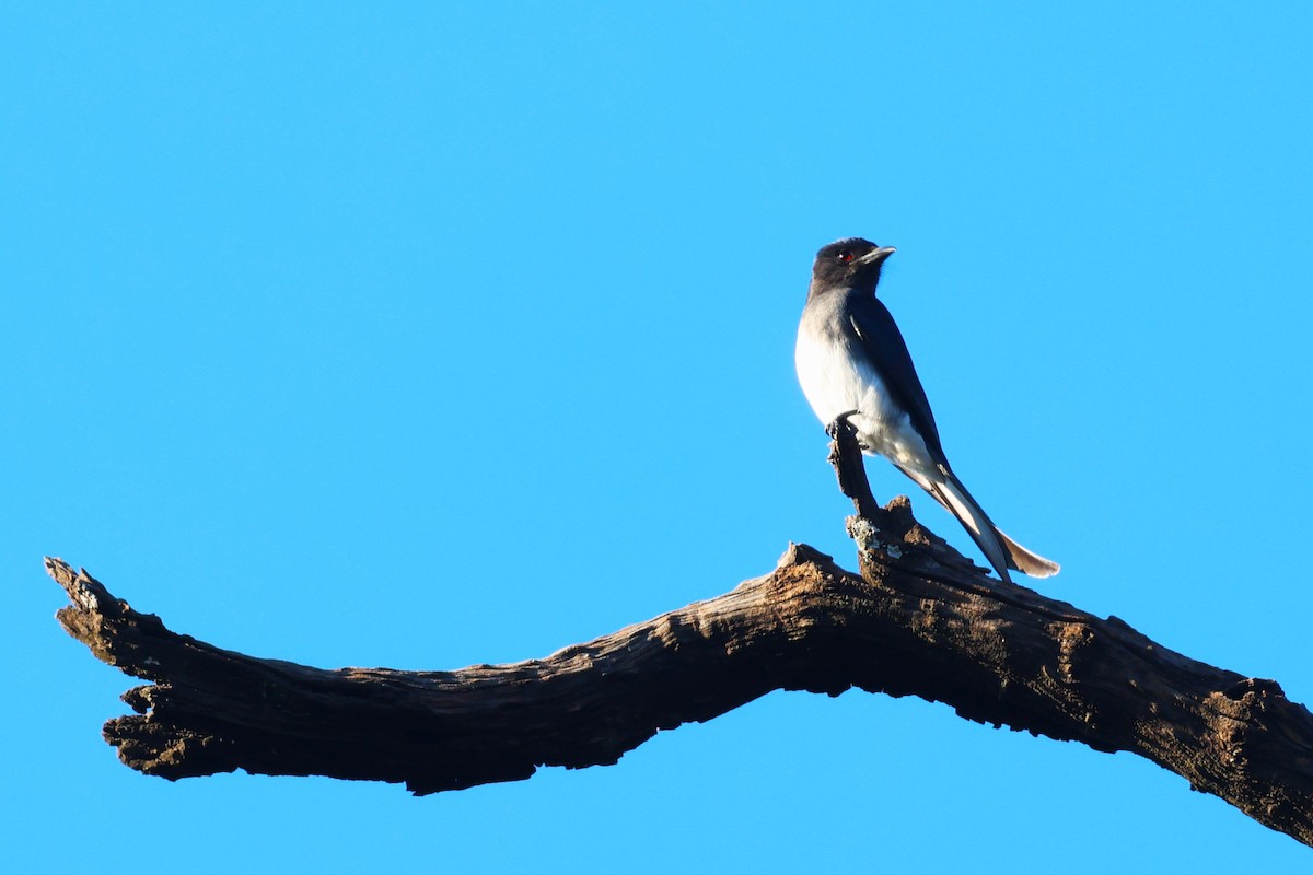 White-bellied Drongo - ML629870133