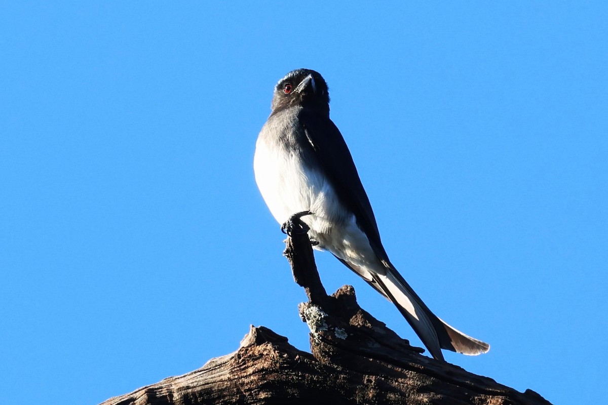 White-bellied Drongo - ML629870141
