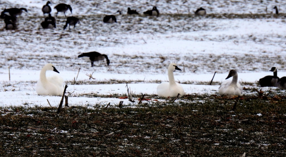 Trumpeter Swan - ML629870521