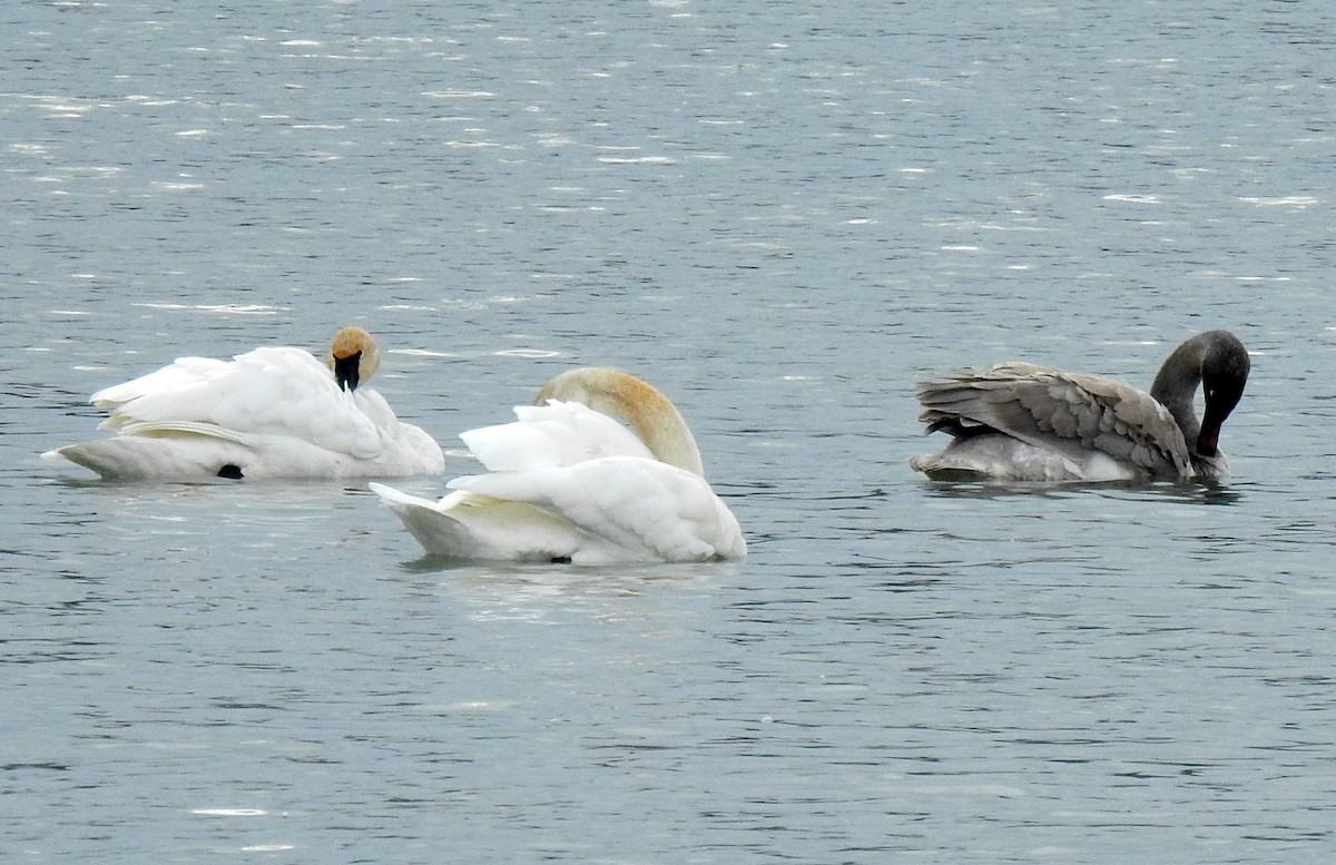Trumpeter Swan - ML629870568