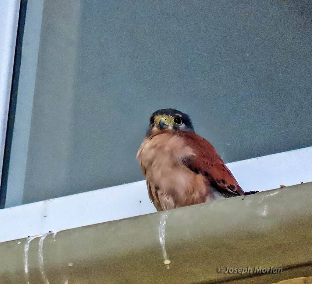 Seychelles Kestrel - ML629870780