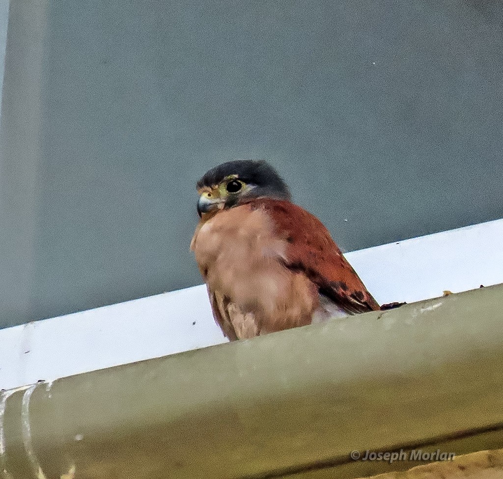 Seychelles Kestrel - ML629870781