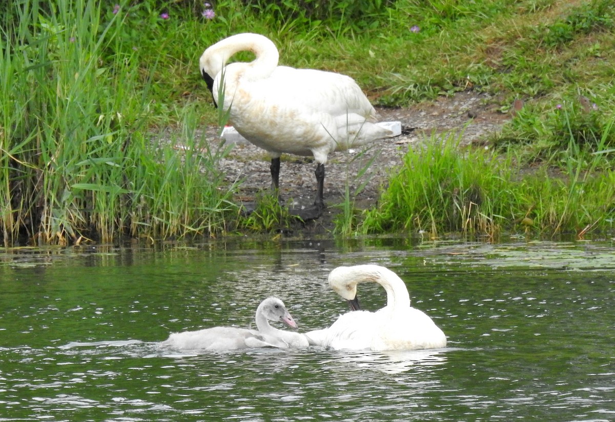 Trumpeter Swan - ML629870819