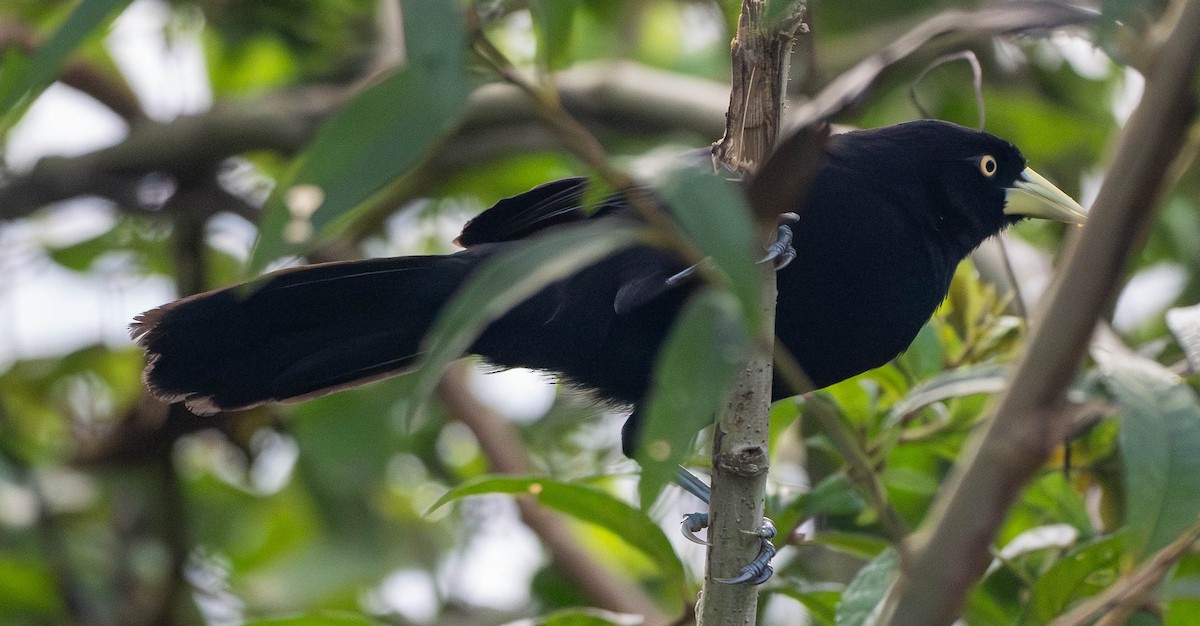 Yellow-billed Cacique - ML629870833