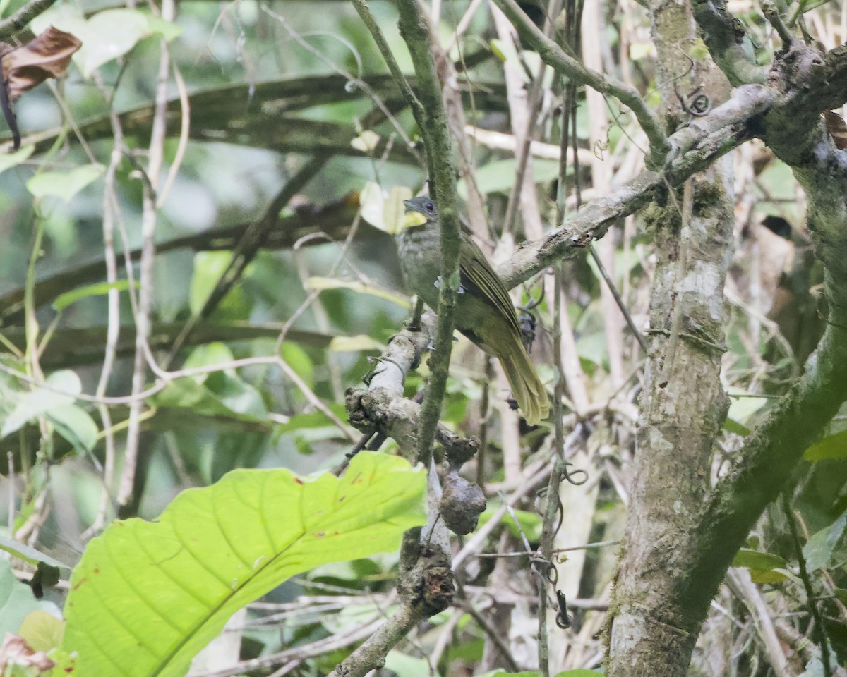 Western Bearded-Greenbul - ML629870924