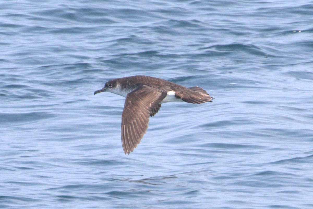 Manx Shearwater - ML62987121