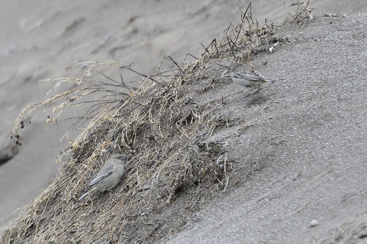 Greater Yellow-Finch - ML629871264