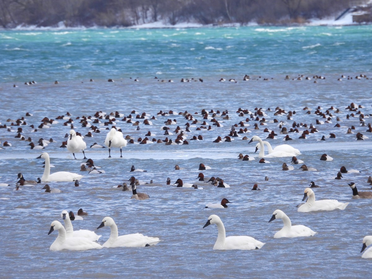 Tundra Swan - Debbie Wright