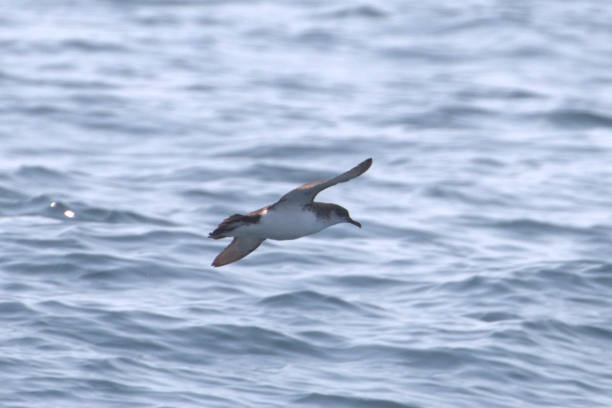 Manx Shearwater - ML62987141