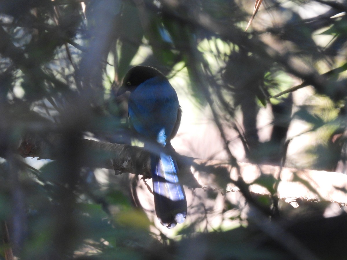 Bushy-crested Jay - ML629871973