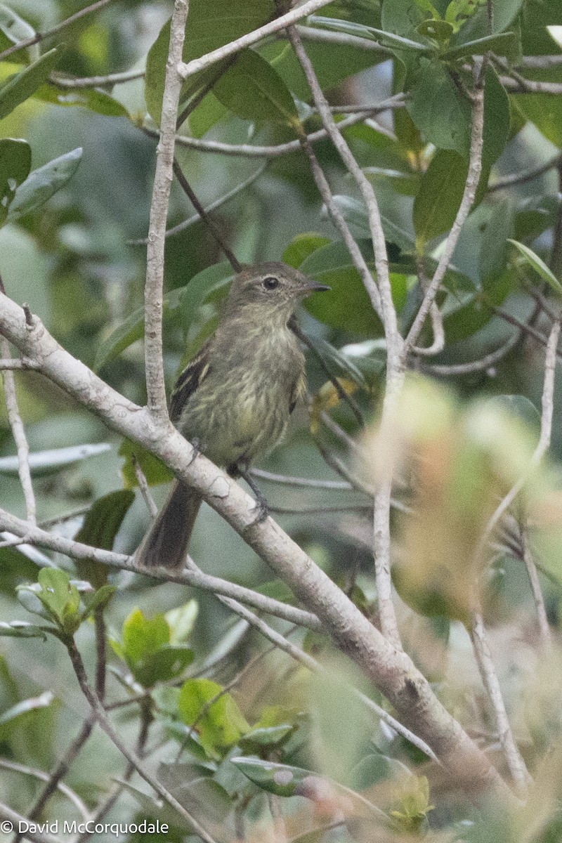 Rufous-crowned Elaenia - ML629871992