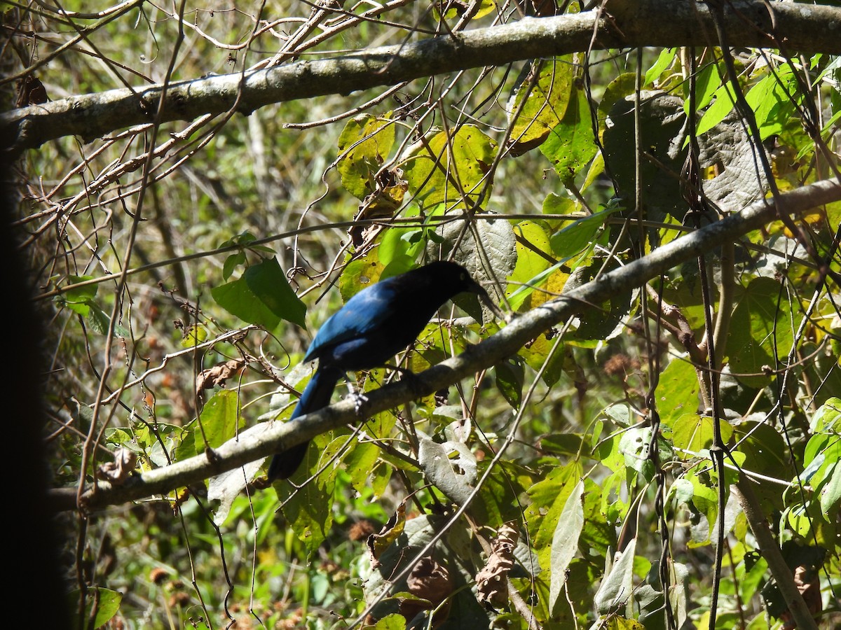 Bushy-crested Jay - ML629872051